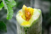 网红吃播模拟器 